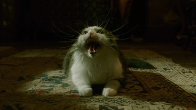 The Shape of Water - long haired gray and white cat Pandora sitting on floor