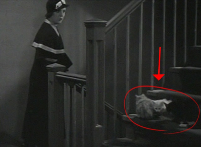 She Had to Say Yes - three cats sitting on staircase