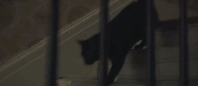 Shirley - black cat running down stairs