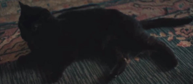 Shirley - black cat lying on floor