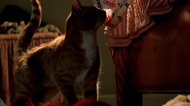 Shopgirl - orange and white tabby cat looking up at bed