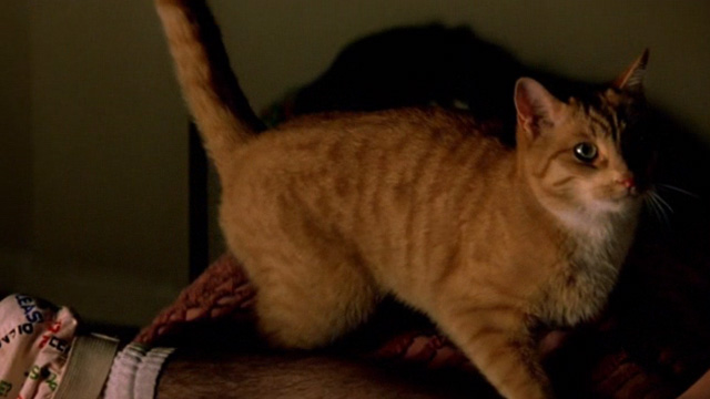 Shopgirl - orange and white tabby cat on bed