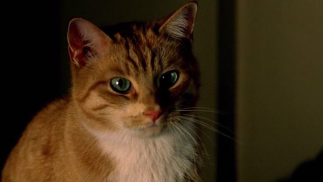 Shopgirl - close up of orange and white tabby cat