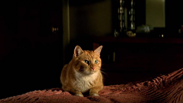 Shopgirl - orange and white tabby cat sitting on edge of bed