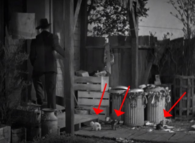 Shopworn - kittens on walkway and by garbage cans