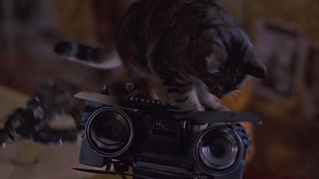 Short Circuit 2 - tabby cat sitting on Johnny 5 robot's head