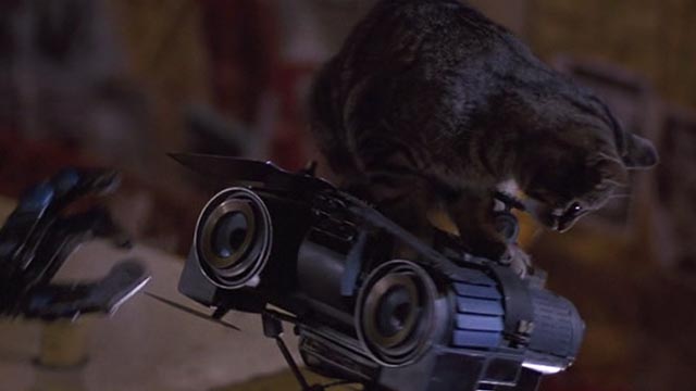 Short Circuit 2 - tabby cat still sitting on Johnny 5 robot's head
