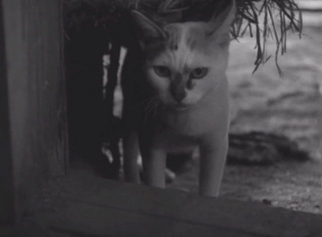 Shozo, a Cat and Two Women - white and calico cat Lily