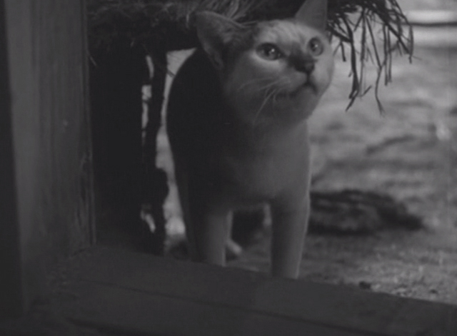 Shozo, a Cat and Two Women - white and calico cat Lily in doorway meowing