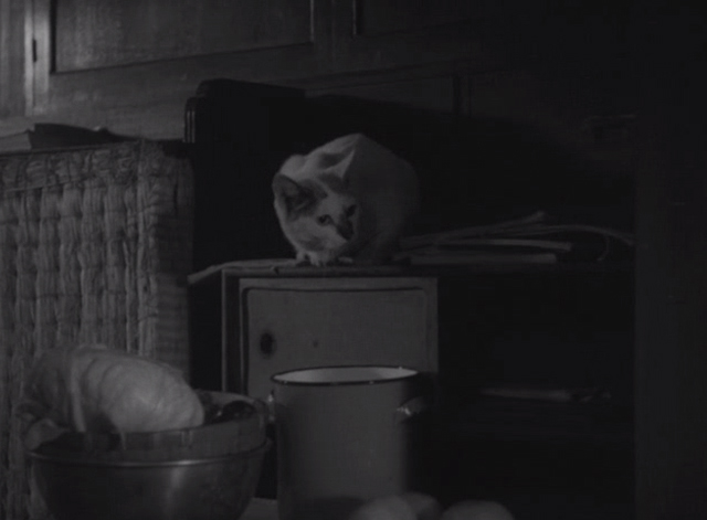 Shozo, a Cat and Two Women - white and calico cat Lily