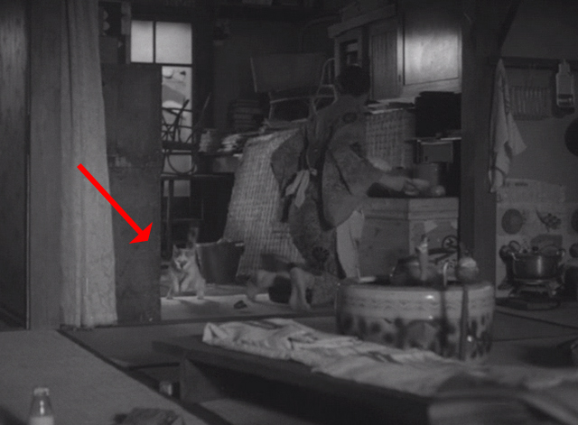 Shozo, a Cat and Two Women - white and calico cat Lily running away from Shinako Isuzu Yamada