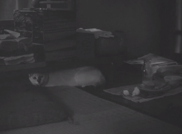 Shozo, a Cat and Two Women - white and calico cat Lily hiding from Shozo