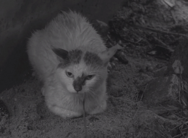 Shozo, a Cat and Two Women - white and calico cat Lily wet from the rain