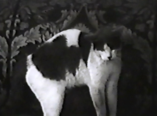 The Shrimp - black and white cat on sofa with arched back