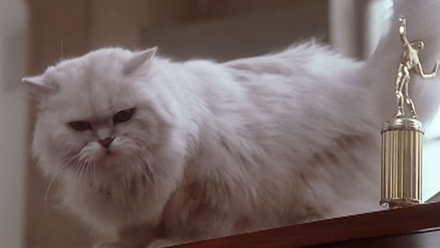 The Shrink is In - white Persian cat Pussy on shelf