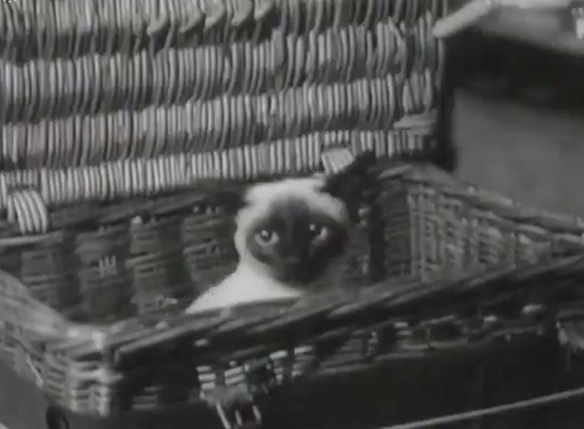 Siamese Cat Show in London - Siamese cat in basket