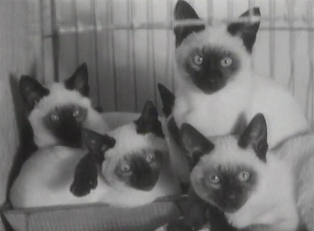 Siamese Cat Show in London - Siamese kittens in cage