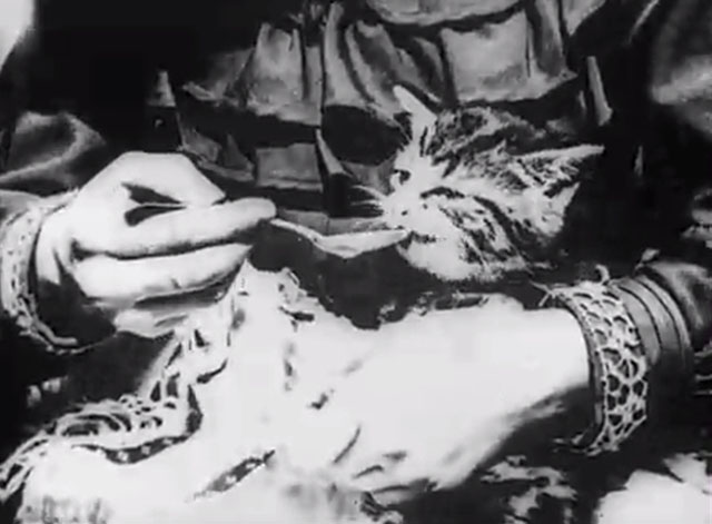 Sick Kitten - close up of tabby kitten on girl's lap drinking from spoon