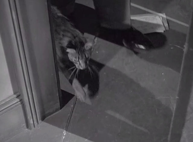 Side Street - tabby cat sneaking in through door