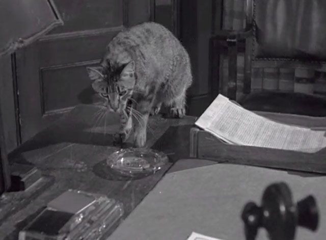 Side Street - tabby cat standing on desk