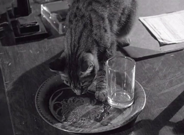Side Street - tabby cat sniffing at tray with spilled liquid