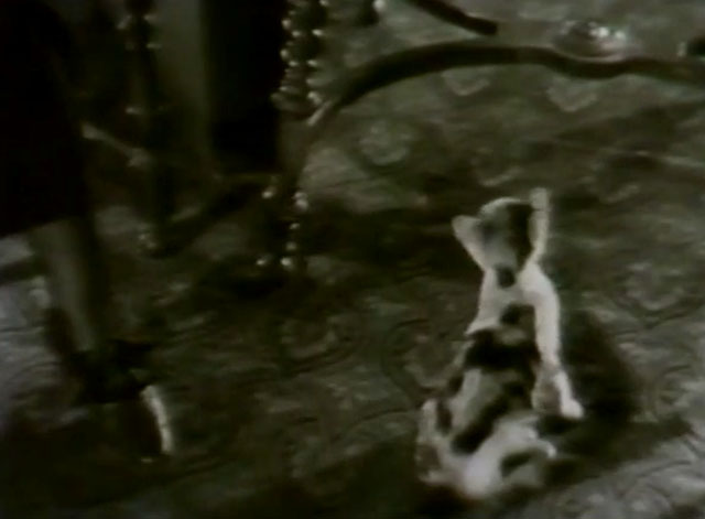 Silence - calico kitten on carpeted floor