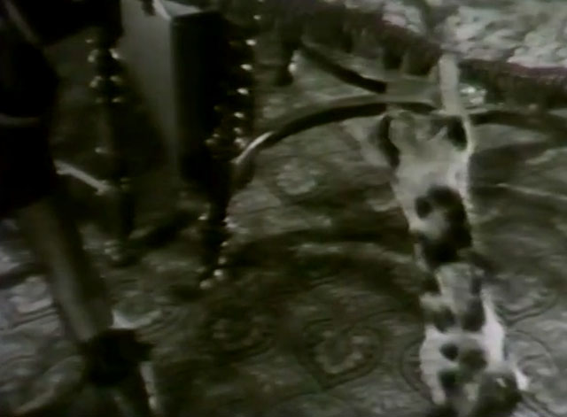 Silence - calico kitten reaching up to grab yarn