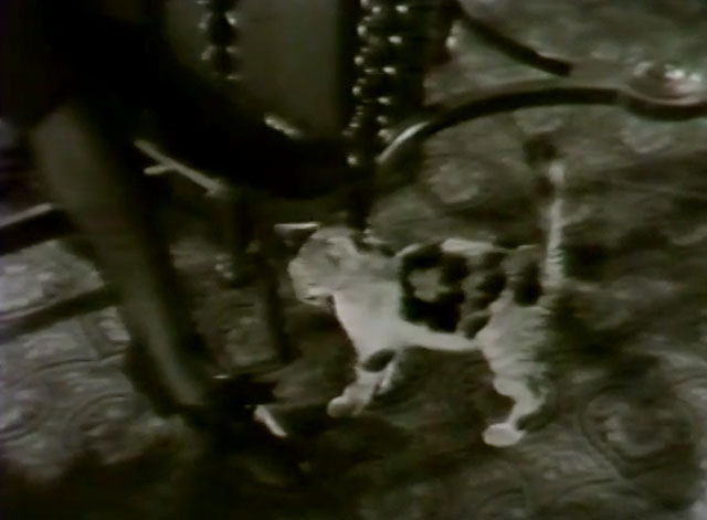 Silence - calico kitten playing with untied ribbon on shoe