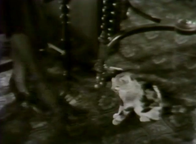 Silence - calico kitten on carpeted floor next to foot