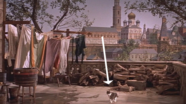 Silk Stockings - black and white cat standing in yard