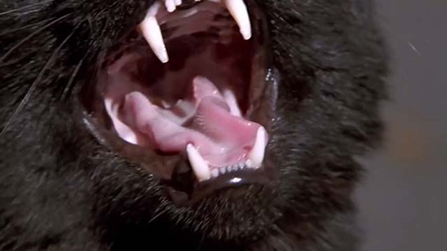 A Simple Wish - close up of black cat's mouth growling