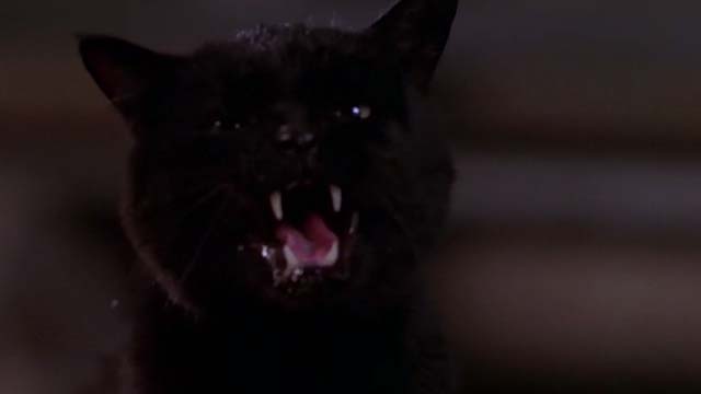 A Simple Wish - black cat snarling