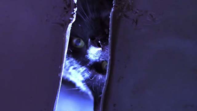 A Simple Wish - black cat peering between slats of dumpster lids