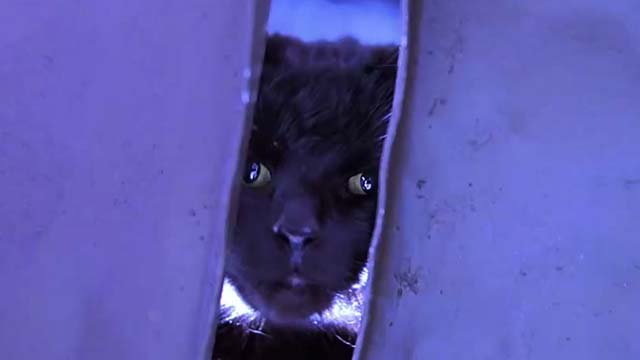 A Simple Wish - black cat peering between slats of dumpster lids again