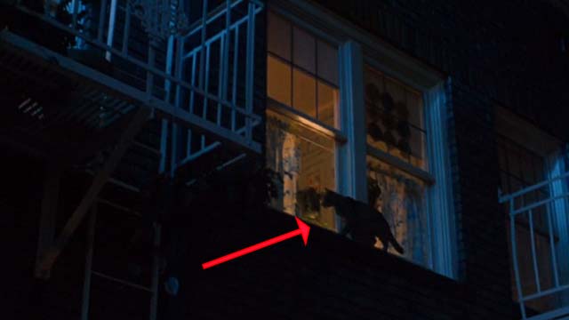 Singles - tabby cat walking outside second story window