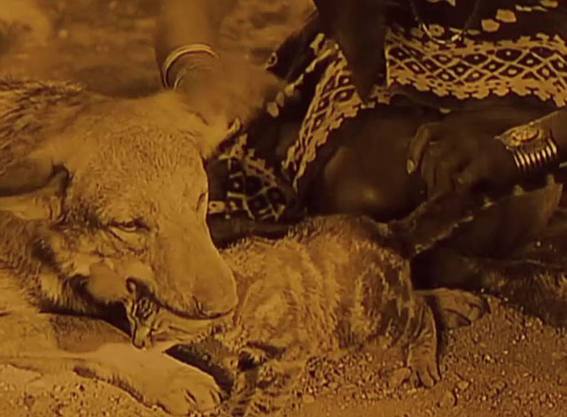 Siren of the Tropics - dog Bamoula holding head of tabby cat in his mouth