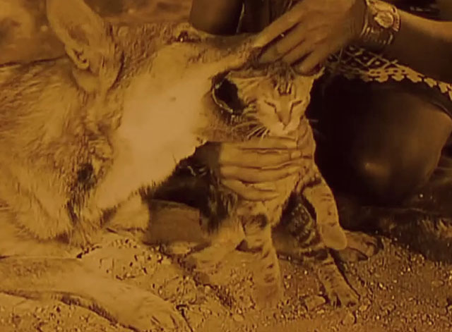 Siren of the Tropics - Papitou removing dog Bamoula's jaws from head of tabby cat
