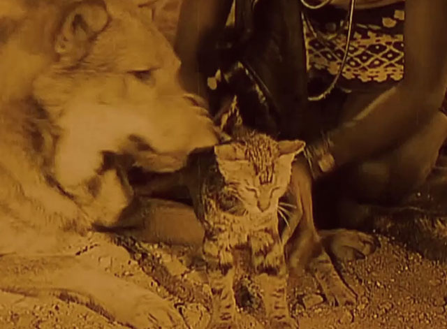 Siren of the Tropics - dog Bamoula with little tabby cat