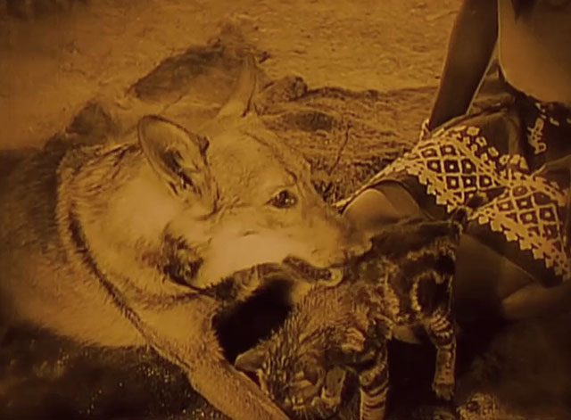 Siren of the Tropics - little tabby cat being licked and cleaned by dog Bamboula