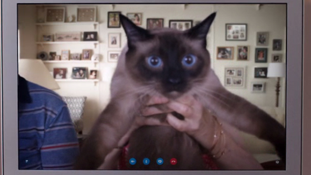 Sisters - Siamese Cat being held up on Skype screen