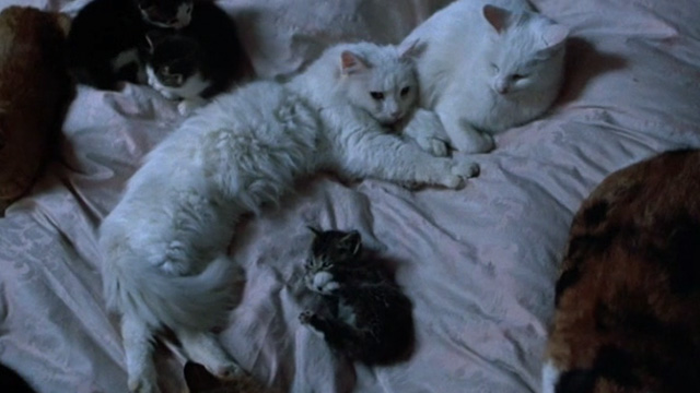 Six Degrees of Separation - multiple cats lying on bed