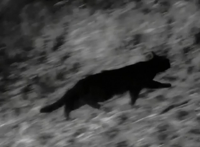 Six-Gun Gold - black cat Emma runs for the bushes