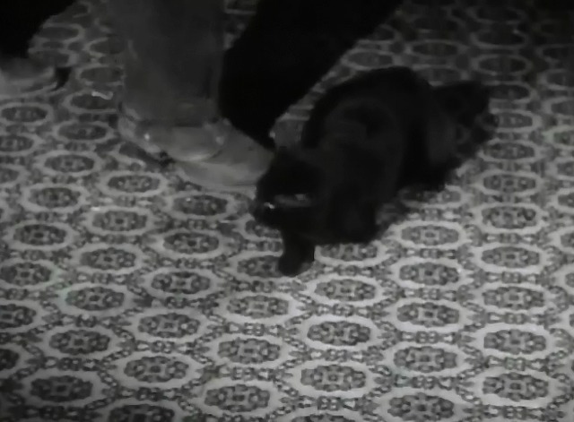 Six-Gun Gold - Whopper trips over black cat Emma