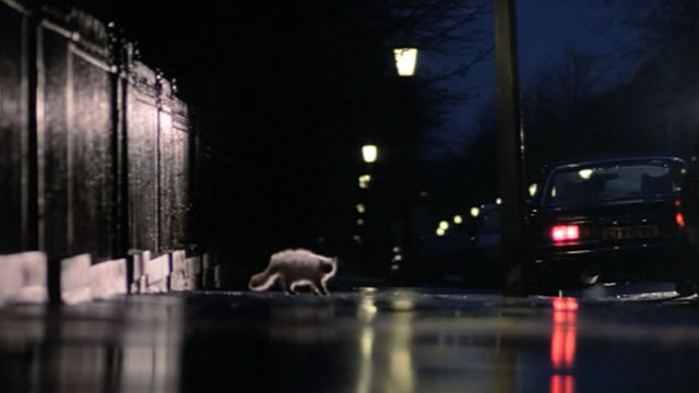 Slayground - longhair blue point cat crossing pavement