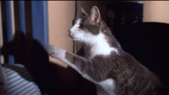 Small Soldiers - gray and white tabby cat reaching out with paw