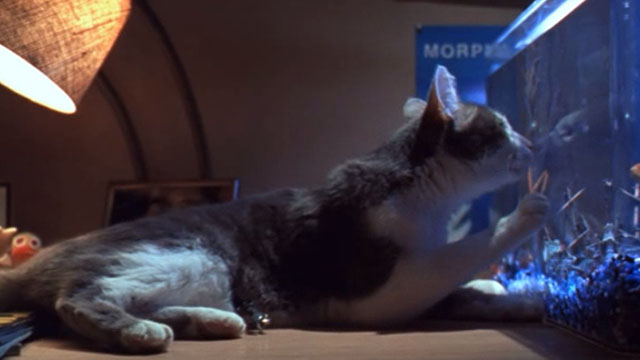 Small Soldiers - gray and white tabby cat looking at fish tank