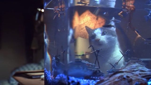 Small Soldiers - gray and white tabby cat looking into fish tank