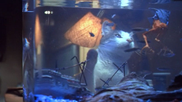 Small Soldiers - gray and white tabby cat looking at Gorgonite Scratch-It in fish tank