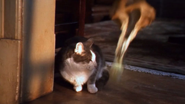 Small Soldiers - fireball bouncing past gray and white tabby cat