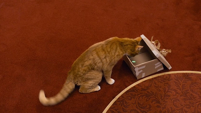 The Smurfs 2 - Azrael cat looking at green dot in box